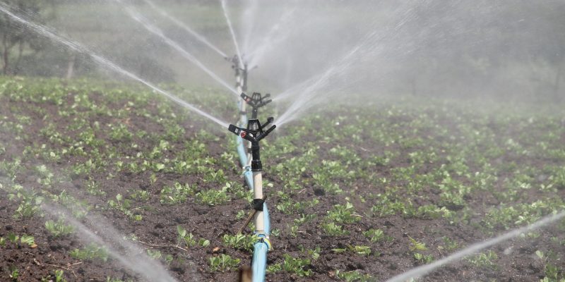 Bewässerung, Pflanzen, Sprossen, Sprössling, Wasser, Beregnung, Feld, Acker